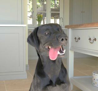 Black dog with open mouth and tongue out, sitting in a sunlit kitchen. Cream cabinets and a wooden table create a cheerful, cozy atmosphere.