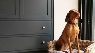 A brown dog with a black collar sits alert in a basket by a window. The room features dark grey cabinets with brass knobs, creating a cozy ambiance.