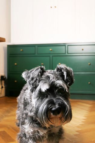 A gray schnauzer with a fluffy beard stands on a wooden floor, facing the camera. Behind the dog is a green dresser with brass knobs.
