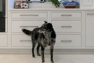 A black and white speckled dog stands in a shaker kitchen, looking to the side. White cabinetry with silver handles and a blue bowl are in the background.