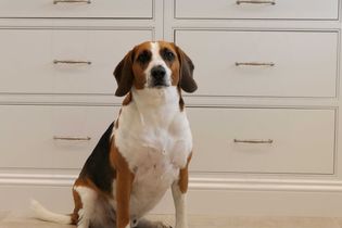 A brown and white dog sits calmly in front of white cabinets with metal handles, displaying a relaxed and attentive expression.
