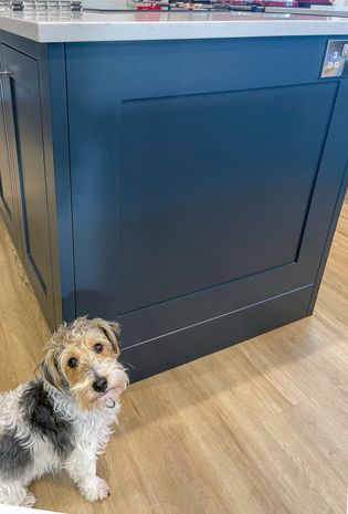 Small black, white and tan dog sitting next to a blue shaker island