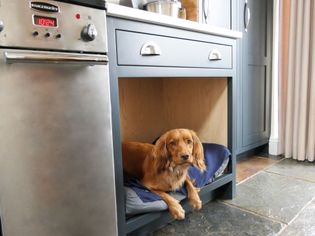 A golden-brown dog lies comfortably on a cushion inside a shelf under a kitchen counter. The scene is cozy and homey, with a calm atmosphere.