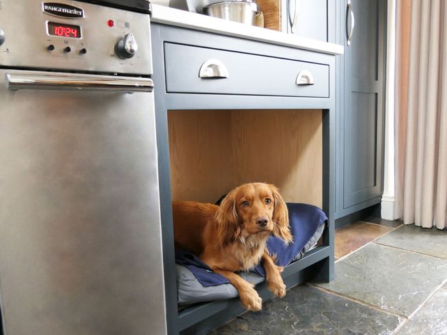 Spaniel sat in a custom dog bed built into the cabinetry with a drawer above his head and oven to the left.