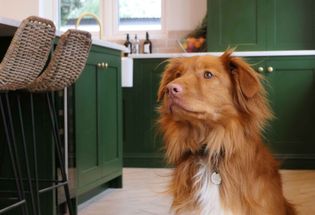 A fluffy brown dog sits attentively in a kitchen with green cabinets and wicker stools. The atmosphere is warm and inviting with natural light.