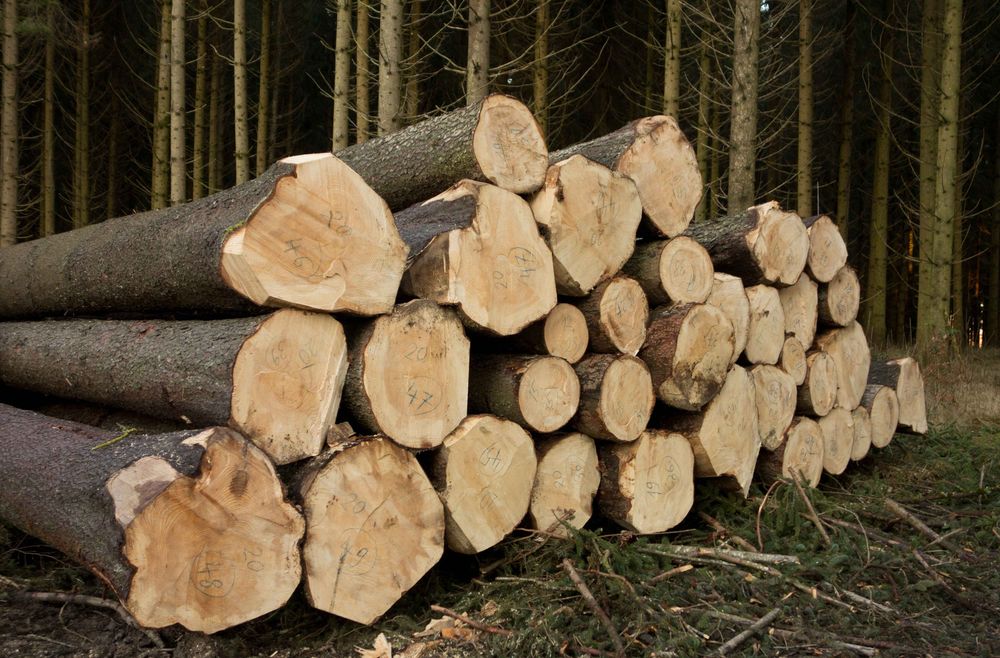 Stacks of cut tree trunks in a wood