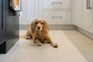 A golden spaniel dog lies on the tile floor in a bright kitchen, looking at the camera. White cabinets and hanging towels are in the background.