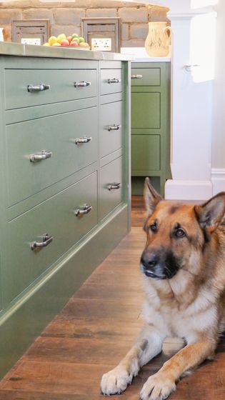 German Sheppard dog sat next to the shake green cabinetry.