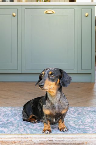 A black and tan dachshund sits on a patterned rug in front of green cabinets, gazing to the side with a curious expression.