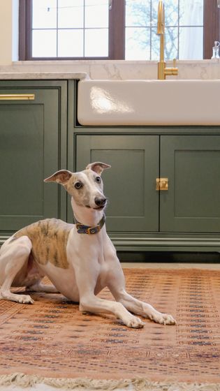 A light-coloured dog with a slender build lying on a patterned rug in a kitchen setting.