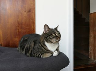 Client's tabby cat sat on a stool in the kitchen