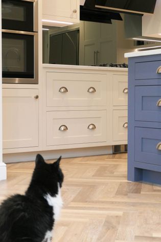 A black and white cat sits on a wooden floor in a modern kitchen, gazing at white and blue cabinets. The setting feels cozy and inviting.