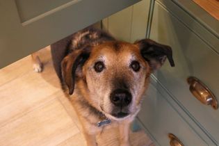 Older dog with a gentle expression stands in a kitchen, peeking out from under green cabinets.